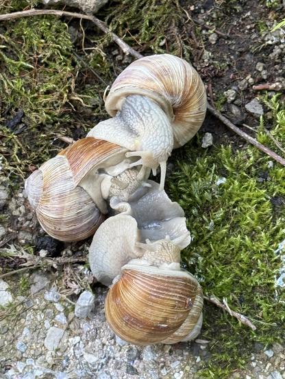 Three Burgundy snails doing something undefinable with each other.