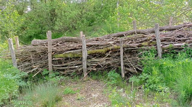 Haie sèche créée par la classe de cycle 3 rencontrée : branchages entassés horizontalement entre deux lignes de piquets d'acacia.
Devant, végétation herbacée typique des zones humides et un petit filet d'eau.