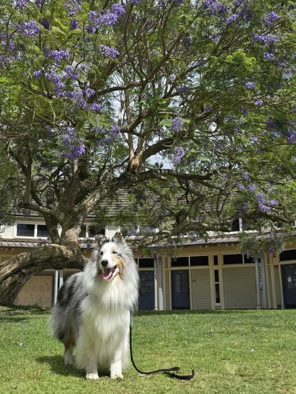 A dog stands in front of a tree with purple flowers. There is a building behind the tree.