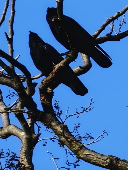 Two ravens sitting silhouetted on a leafless tree branch, outlined against blue sky, seen from below.