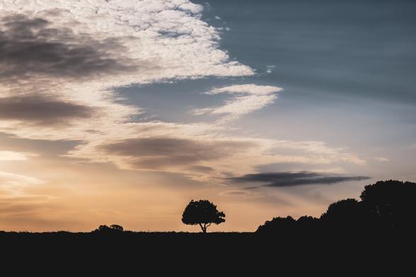 A photograph showing the silhouettes of a meadow and a tree in the middle. Above, a sunset sky with a few clouds.