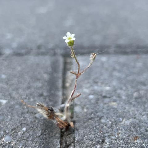 Foto - Nahaufnahme einer weißen Dreifinger-Steinbrech-Blüte (der Name ist Programm!) im Steinmeer unserer Garageneinfahrt ...