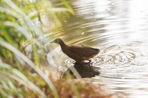 A brown semi-aquatic bird with a pale beak and noticeable hole or vent through it, wading in shallow water heading for the cover of the plants along the bank.