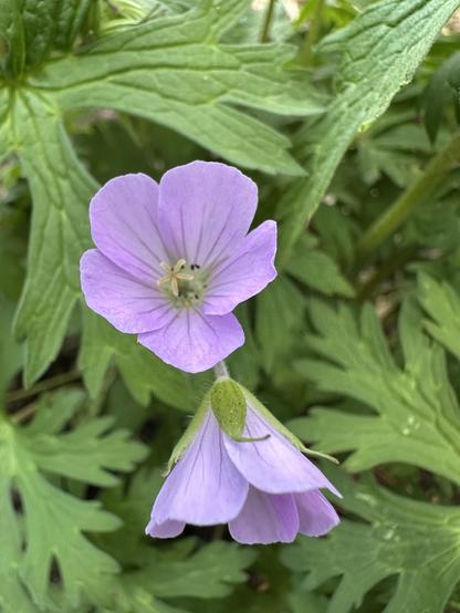 Purple bloom with green leaves and a second unopened bloom.
