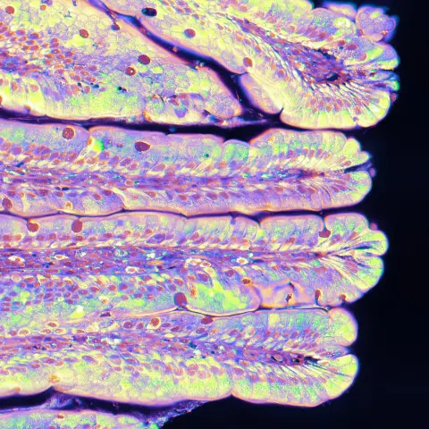 A rat small intestine