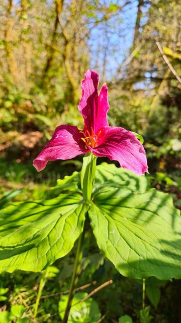 The image shows a bright pink trillium flower. It features three vivid pink petals and three large, green leaves. The flower appears to be in a forest setting with sunlight filtering through the surrounding trees.