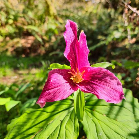 The image shows a close-up of a vibrant pink flower, a trillium, with three petals. It is surrounded by green leaves, and the background appears to be a natural, leafy setting.