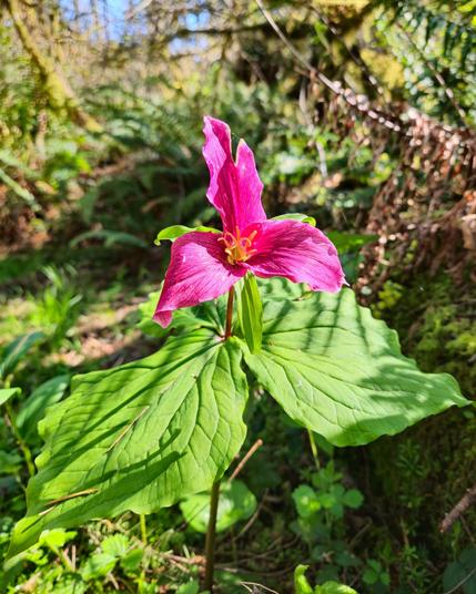 This is an image of a pink trillium flower, characterized by its three large petals and leaves. It's growing in a natural, forested setting with various greenery in the background.