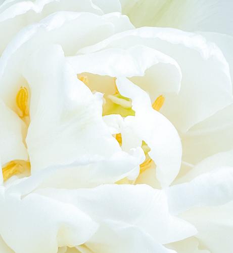 Closeup of a white tulip with yellow stamens. The petals curl not the middle mostly covering them.