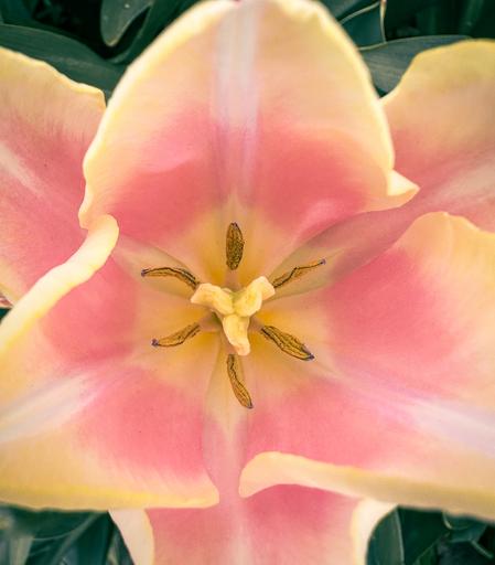 Looking down into the middle of a pink and yellow tulip - yellow in the middle and around the edges and pink in between those. The stamens and stigma are yellow.