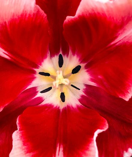 Looking down into the middle of a red and white tulip - white in the middle and around the edges and red in between those. The stamens are yellow and black and the stigma is yellow.