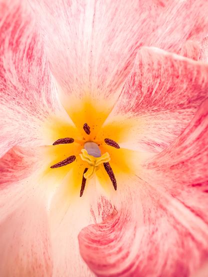 Looking down into the middle of a white tulip with pink striations that look like wood grain. There is a star shaped patch of yellow in the middle. The stamens are yellow and brown and the stigma is yellow.