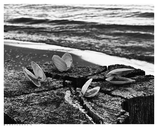 Schwarzweißfotografie: weiße geöffnete Schalen von 4 Sandklaffmuschel, abgelegt und fotografiert auf einer Holzbuhne, Ober und Unterteile hängen noch zusammen, im Hintergrund Sandstrand und die flachen Wellen der Ostsee
