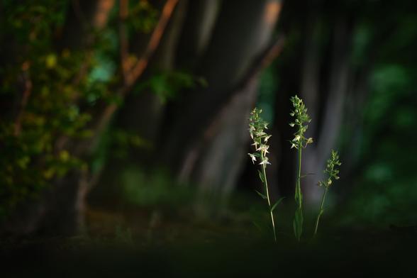 Drei Grünliche Waldhyazinthen in einem lichten Wald bei Sonnenaufgang. Im Hintergrund die Baumstämme bekommen schon etwas Sonnenlicht ab. Bis auf die drei Pflanzen ist alles im Bild unscharf, allerdings sind Strukturen der Bäume und des Laubs noch erkennbar.