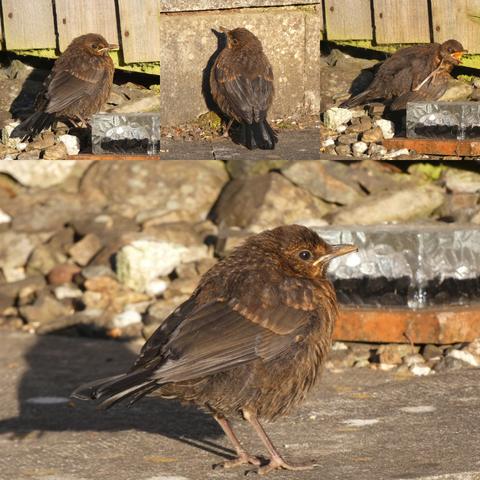 A collage of the little fledgling blackbird who came so very close and shared the dawn on the path next to me