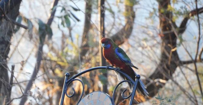 self-satisfied rosella on a chair back