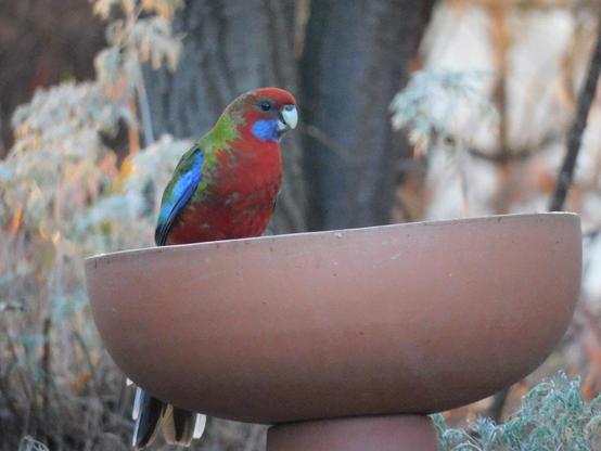 and now on the birdbath. Nicely showing off crimson breast and face, blue chin and wings, and green back.