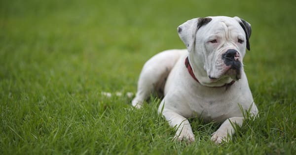 Owner of dogs that mauled two-year-old boy sentenced