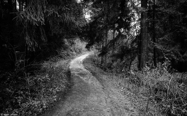 Ein Schwarz-Weiß-Bild. Ein sanft ansteigender Wanderweg schlängelt sich durch einen Wald aus hohen Nadelbäumen. /
A black-and-white image. A gently ascending hiking trail winds through a forest of tall fir trees.