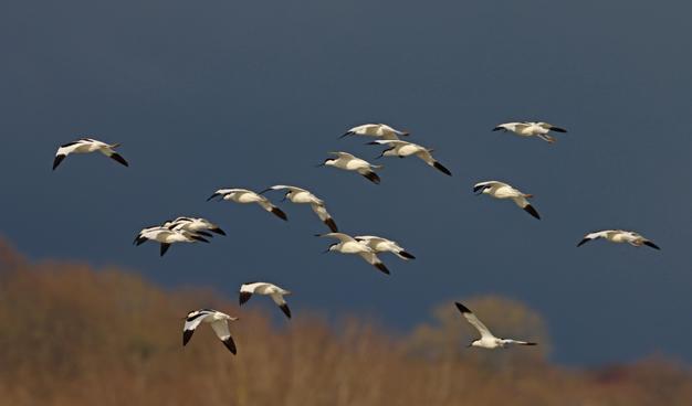 a flock of white birds with black wing tips fly off into an ominously dark sky