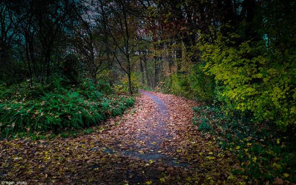 Das Bild zeigt einen gewundenen Pfad in einem Wald, der mit Herbstlaub bedeckt ist. 
Die Bäume haben Herbstfarben und die Blätter sind gelb, orange und rot. 
Das Bild hat einen dunklen und stimmungsvollen Ton. /
The image shows a winding path in a forest covered in autumn leaves. The trees have autumn colors, and the leaves are yellow, orange, and red. The image has a dark and atmospheric tone.