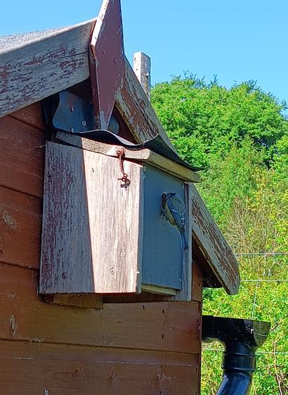 Adult Eurasian Bluetit entering a home-made nesting box, 1.8 metres above ground on the back of a wooden shed.