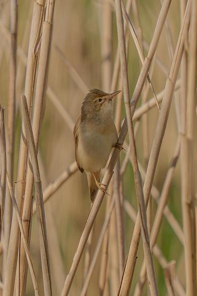A frontal view of a Marsh Warbler perched on a stalk of dried-up reed in a thicket. The bird turns its head to one side, revealing an eye with a reflection of the sun in it.