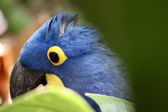 A close-up of a blue bird's head, featuring bright blue feathers and a distinctive yellow eye. The bird is partially obscured by green leaves.
