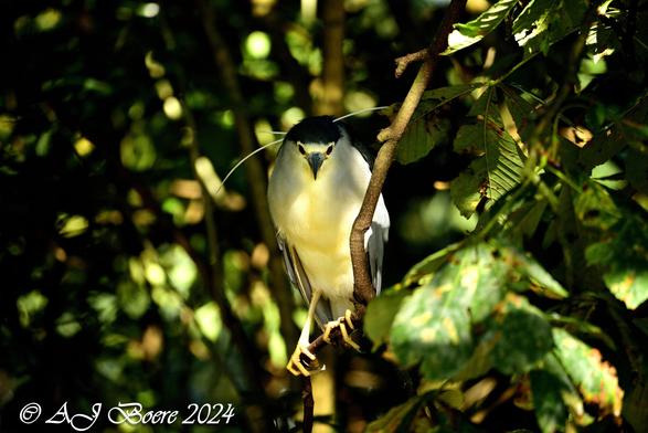 Adults have a black crown and back with the remainder of the body white or grey, red eyes, and short yellow legs. They have pale grey wings and white under parts. One to eight (mostly two to four) long slender white plumes, erected in greeting and courtship displays, extend from the back of the head. The sexes are similar in appearance although the males are slightly larger. Black-crowned night herons do not fit the typical body form of the heron family. They are relatively stocky with shorter bills, legs, and necks than their more familiar cousins, the egrets and "day" herons. Their resting posture is normally somewhat hunched but when hunting they extend their necks and look more like other wading birds. For a short period during courtship at the start of the nesting season, the legs of adults turn bright salmon-pink, and the bare skin around the eyes blue