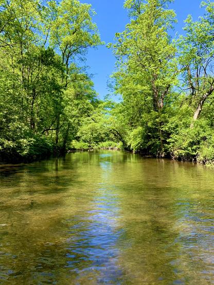A view of a sun lit creek flowing through the woods under the blue sky. The shallow creek glows in gold and the creek bed is visible under the clear water.
