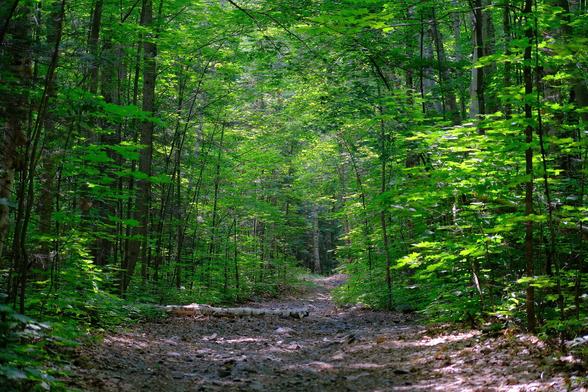 Ein mit vertrocknetem Laub bedeckter schattiger Weg, der durch frisch grünen Laubwald führt. Die Baumkronen bilden einen hohen, grünen Tunnel.
Sonnenlicht filtert durch die Blätter.