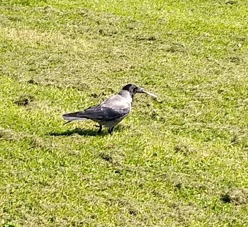 a crow with cracker in beak on grass.