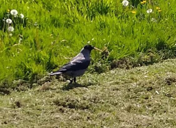 a crow with cracker in beak on grass. there is very short grass and much deeper grass with wildflowers behind the grow.