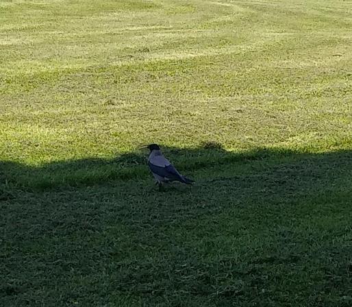 a crow with cracker in beak in the shade of a tree.