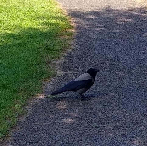 a crow in the shade on a footpath in a green space by some dropped food.