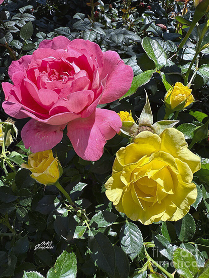 Sunny Pink and Yellow Roses