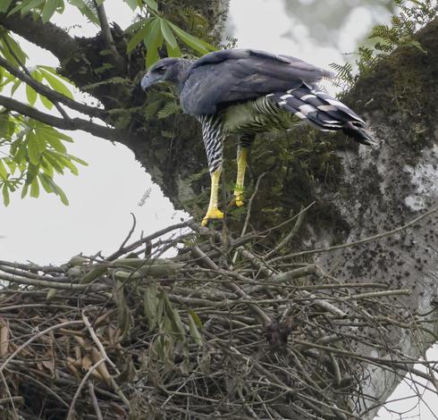 A near-black eagle with black and white "trousers" and black and white banded tail is turned in profile to study the top of the nest she has been working on for the last 20 minutes or so. Her resting "b" face is pretty hilarious, since it makes her appear skeptical of her own efforts. This is the Crested Eagle, although her crest is relaxed so you can't really see it. The sky beyond is bright overcast. Rainy season has begun, and we got a torrential downpour later. Darien, Panama. Photo by Peachfront. April 2025.