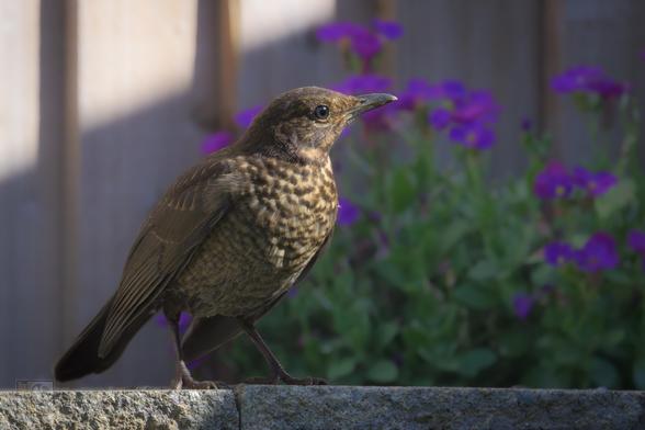 A juvenile bird with speckled brown plumage stands on a stone ledge in a garden. Behind it, purple flowers and green foliage are softly blurred in the background, creating a vibrant and serene setting. The bird is facing right, highlighted by natural light