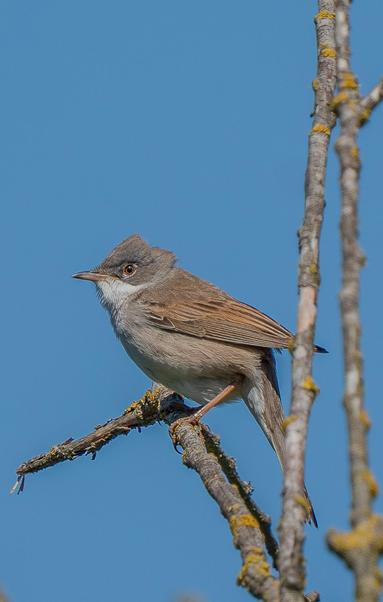 A side view of a whitethroat perched on a dry branch against the blue sky