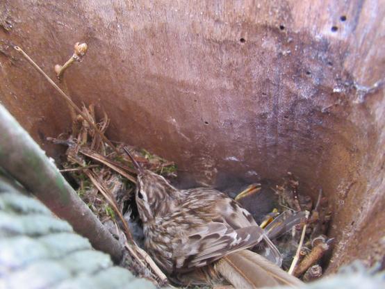 In einem alten Holzschuh brütender Gartenbaumläufer (?)