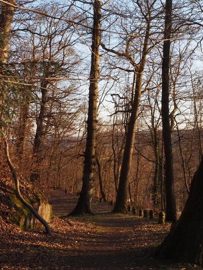 Waldweg mit einigen großen Bäumen im Abendlicht