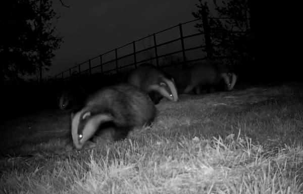Image shows 4 badgers last night in my garden could all be young ones I'm guessing