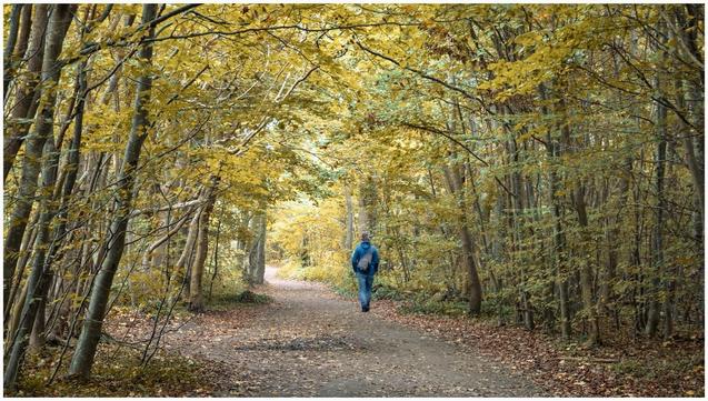 A person walks along a winding path in a forest filled with autumn foliage, predominantly yellow leaves. The scene conveys a peaceful, natural setting, emphasizing the beauty of the season.