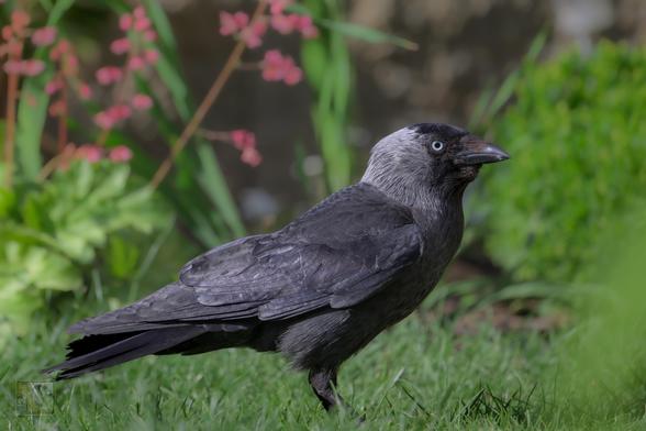A dark grey bird with a black beak and pale blue eyes stands on a grassy surface. The background is filled with vibrant green leaves and soft pink flowers, creating a natural setting