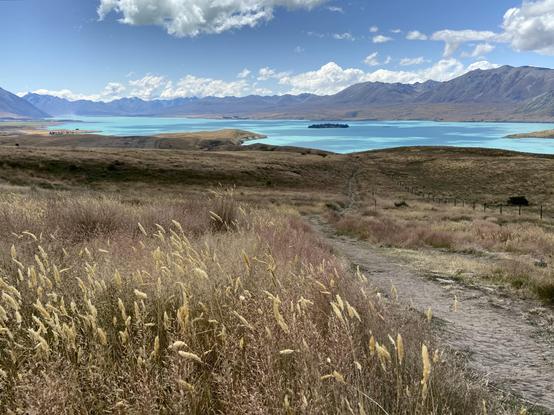 Flacher Wanderweg am Lake Tekapo in Neuseeland. Im Vordergrund sind gelbliche Gräser zu sehen, weiter hinten schimmert die Oberfläche des Sees türkisblau. Dahinter erheben sich rundliche Berge.