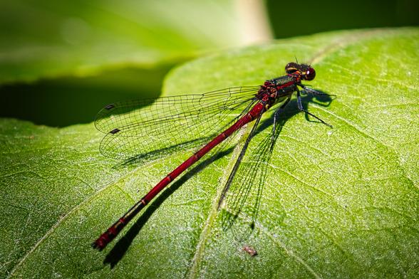 Close-up photo of a dragonfly.