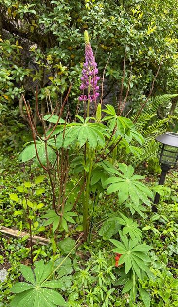 In the center is a lupine plant with lots of green leaves and several purple  blooms in progress. A bunch of straight brown branches are keeping the lupine supported. The branch furthest on the left has some lighter green leaves.