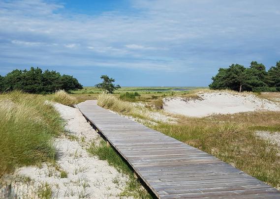 Ein Weg aus Holzblanken schlängelt sich durch die mit Dünengras und bodenbedeckenden Pflanzen bewachsen Dünen. Rechts und links steht jeweils eine Baumgruppe. Am Horizont beginnt das Meer, welches man nur erahnen kann, ein weißes Schiff ist als winziger Punkt zu erkennen. Der Himmel ist von ein paar Schleierwolken durchzogen.