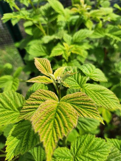 Green raspberry leaves with buds just beginning to show.