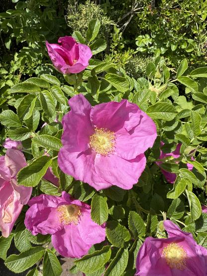 Eine Nahaufnahme der leuchtend rosa Blüten, die von grünen Blättern umgeben sind, wobei einige Knospen und teilweise geöffnete Blüten zu sehen sind.